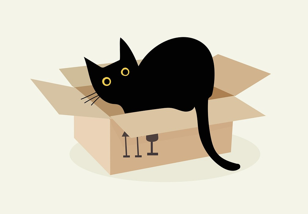 A cat in a box